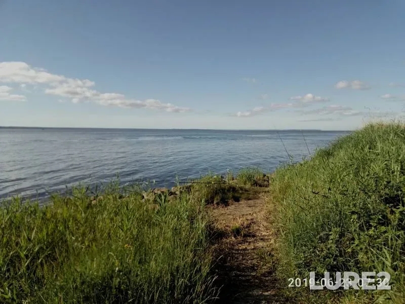 Bream — Kaliningradskaya oblast, Jun 26, 2019