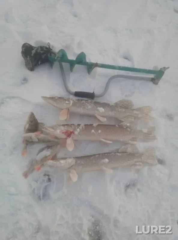 Perch, Pike — Irtysh, Nov 21, 2019
