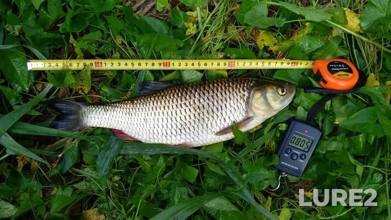 Chub — Węgorapa / Angrapa, Jun 26, 2019