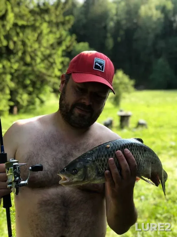 Chub — Kaliningradskaya oblast, Jun 26, 2019