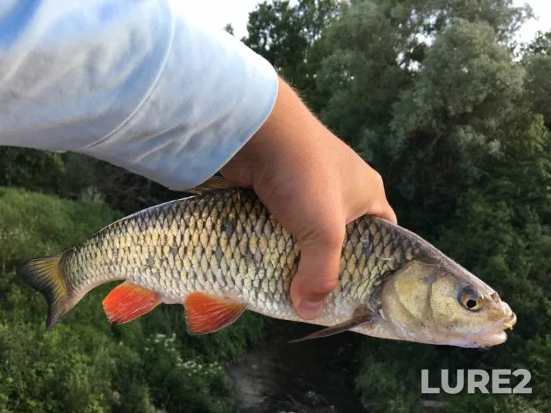Chub — Putilovka, Jun 27, 2019