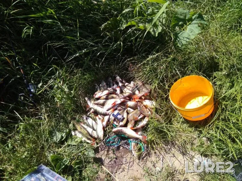 Perch — Kaliningradskaya oblast, Jun 30, 2019