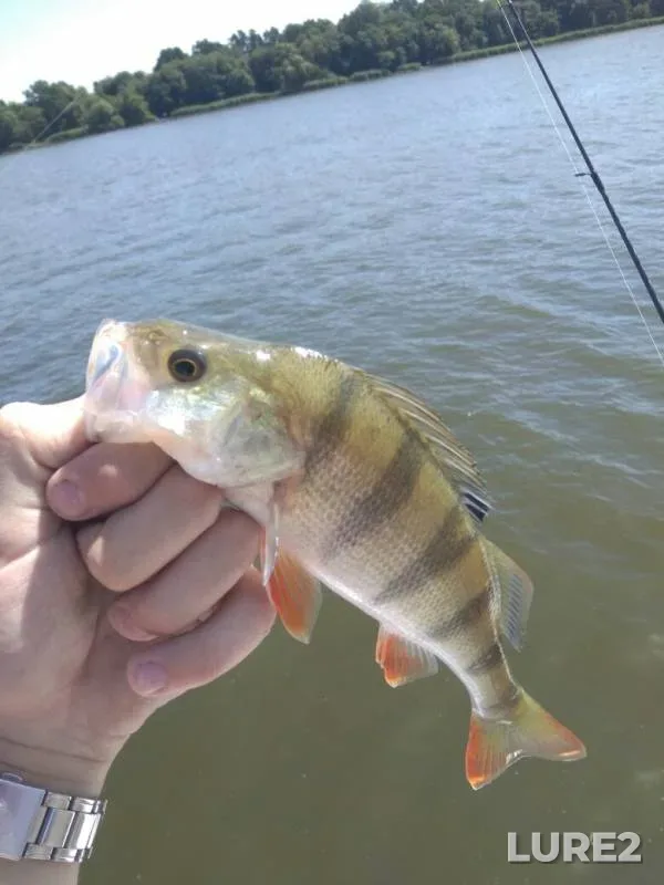 Perch, Zander — Kaliningradskaya oblast, Jun 30, 2019