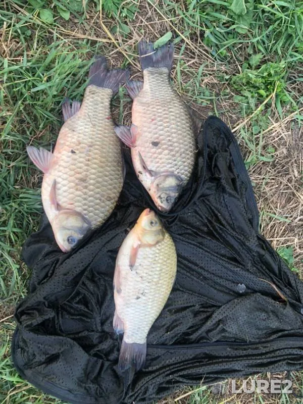 Crucian carp — Rezanka, Jul 01, 2019