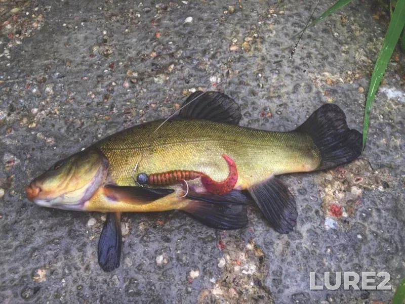 Tench — Grayevka, Jul 07, 2019
