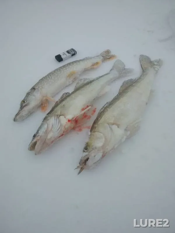 Pike, Zander — Tyumenskaya oblast, Tobolskiy rayon, Nov 17, 2019