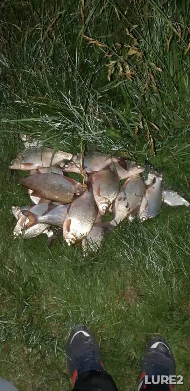 Bream — Karpovoye, Jul 15, 2019
