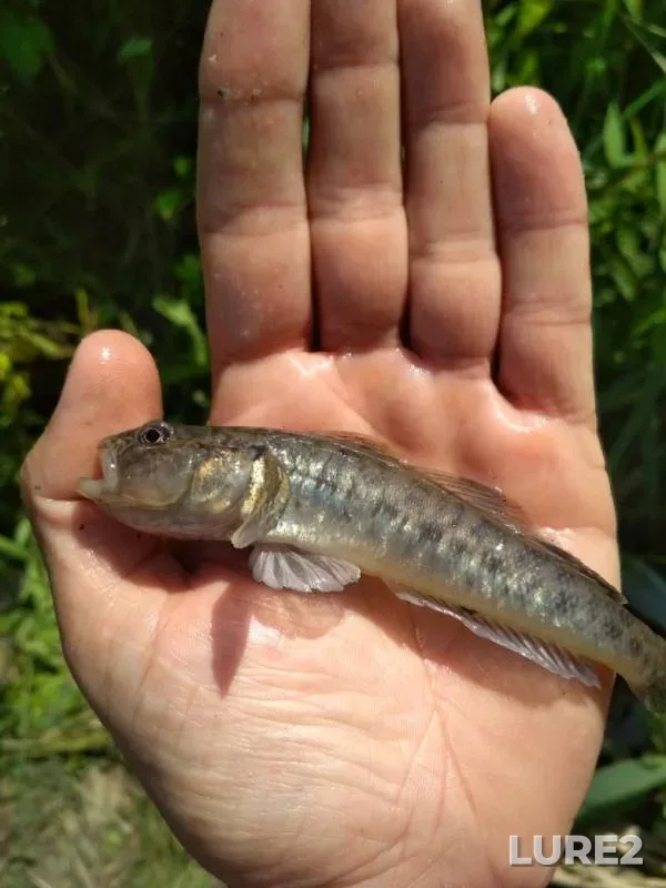 Bream, Roach — Grayevka, Jul 12, 2019