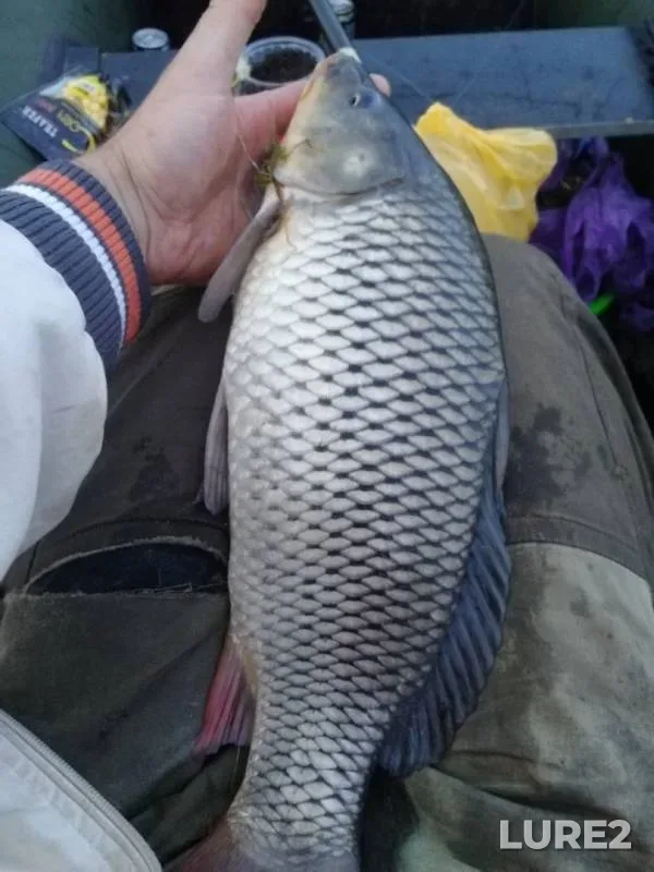 Bream, Carp — Zelenogradka, Jul 08, 2019