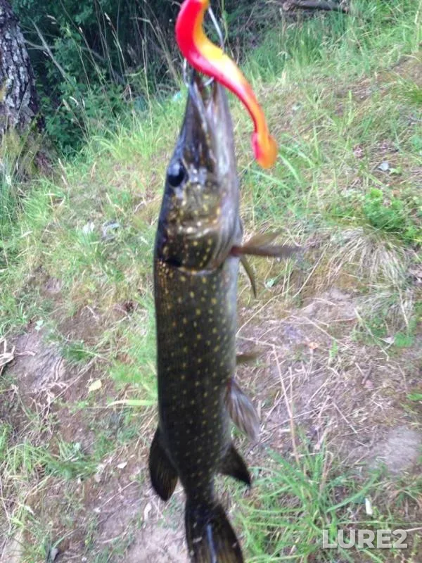 Pike — Kaliningradskaya oblast, Jul 03, 2019