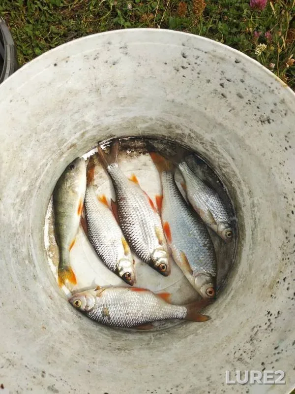 Perch, Roach — Shatrovskoye, Jul 01, 2019