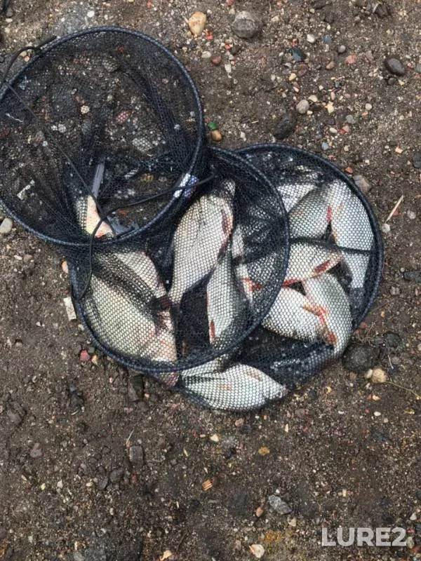 Bream — Kaliningradskiy kanal, Jul 06, 2019