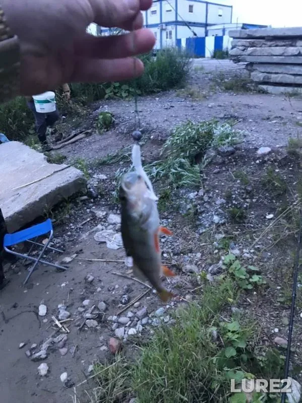 Perch — Pregolya, Jul 16, 2019