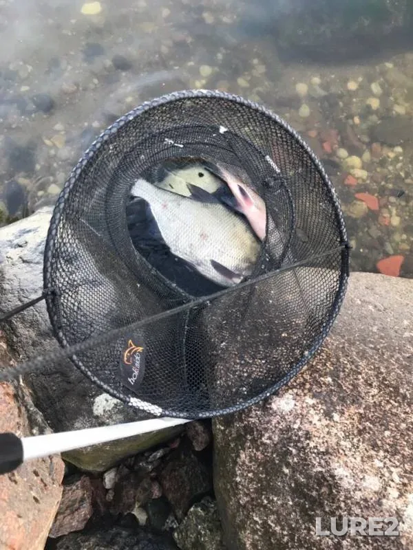 Bream — Kaliningradskiy kanal, Jul 17, 2019