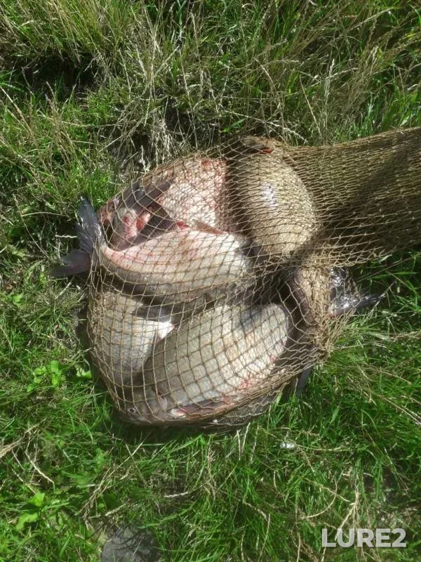 Bream — Grayevka, Jul 18, 2019