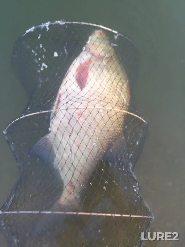 Bream — Forelevoye, Jul 19, 2019