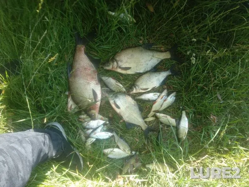 Bream, Roach — Karpovoye, Jul 20, 2019