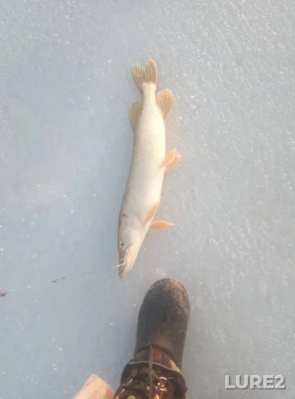 Perch, Pike — Sauskanovskoye, Nov 10, 2019