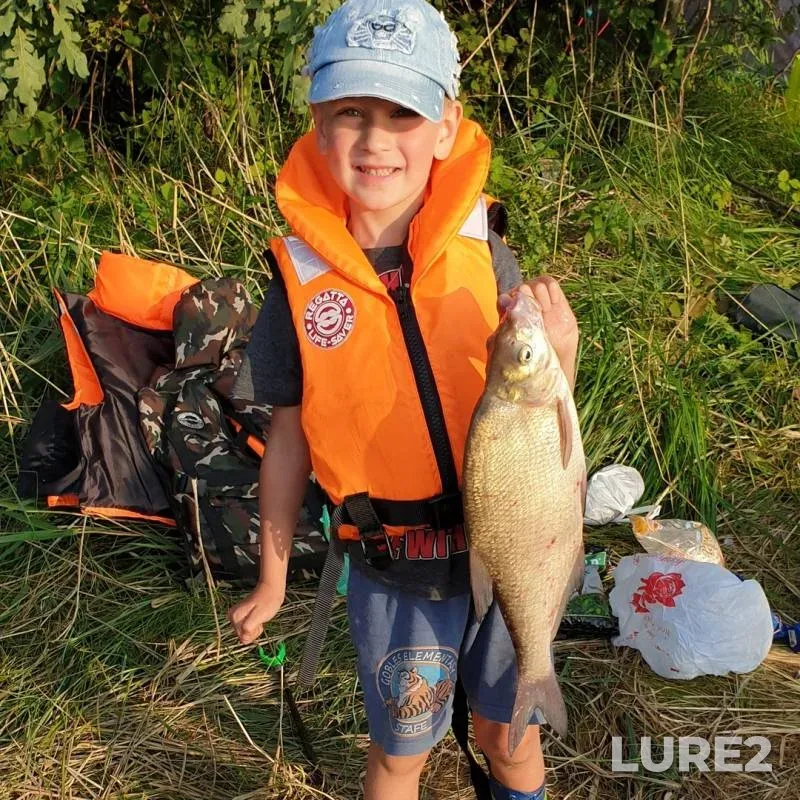 Bream — Kaliningradskaya oblast, Jul 28, 2019