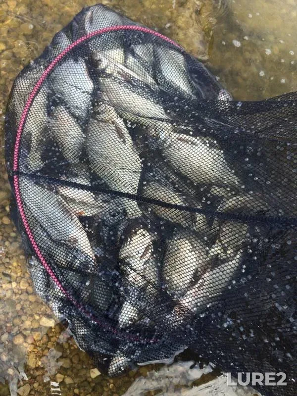 Bream — Kaliningradskaya oblast, Aug 03, 2019