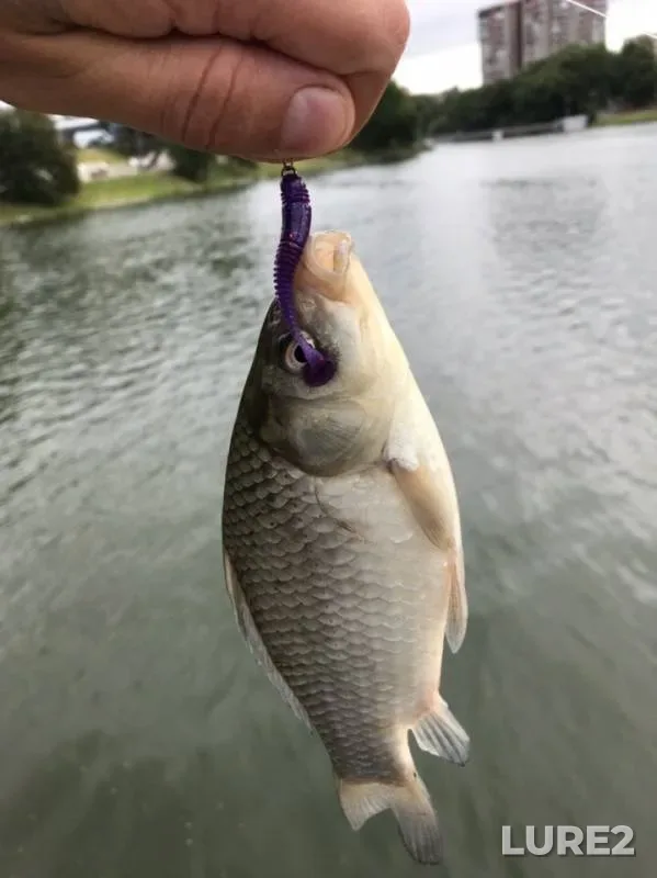 Crucian carp — Nizhniy, Aug 09, 2019