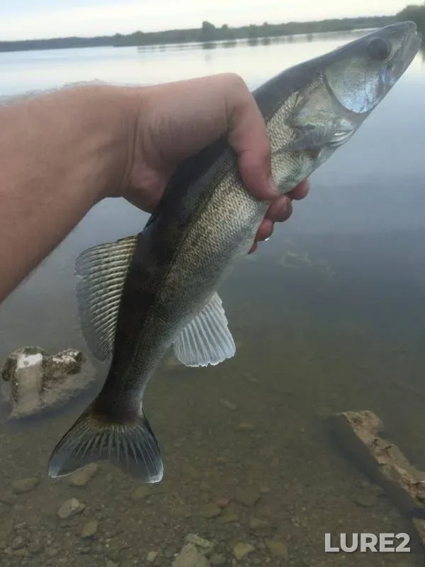 Bream, White bream — Kaliningradskaya oblast, Aug 10, 2019