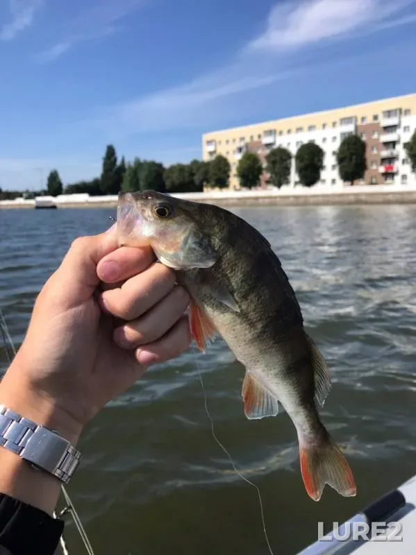 Perch, Zander — Kaliningradskaya oblast, Aug 15, 2019