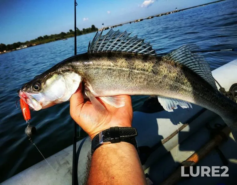 Zander — Kaliningradskaya oblast, Aug 26, 2019