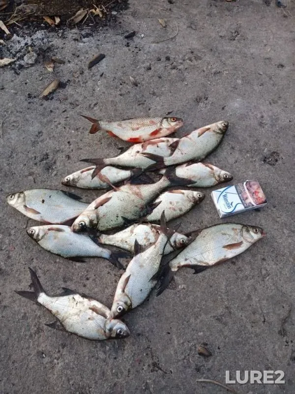 Bream, Roach — Pregolya, Sep 04, 2019