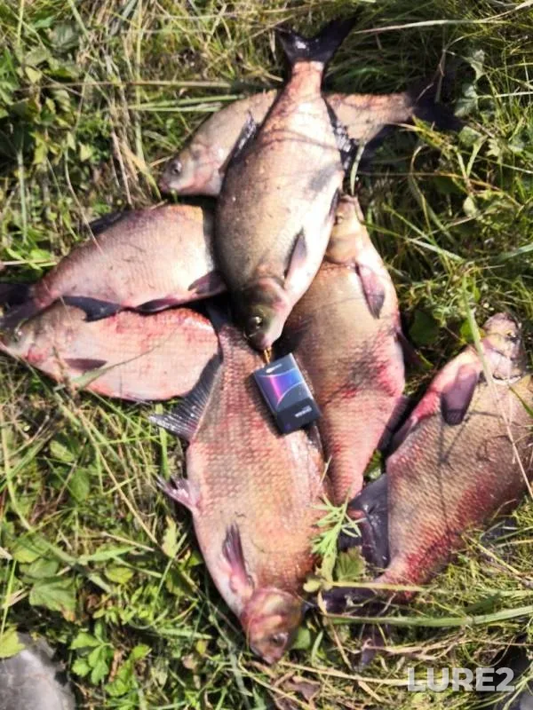 Bream — Kaliningradskaya oblast, Sep 05, 2019