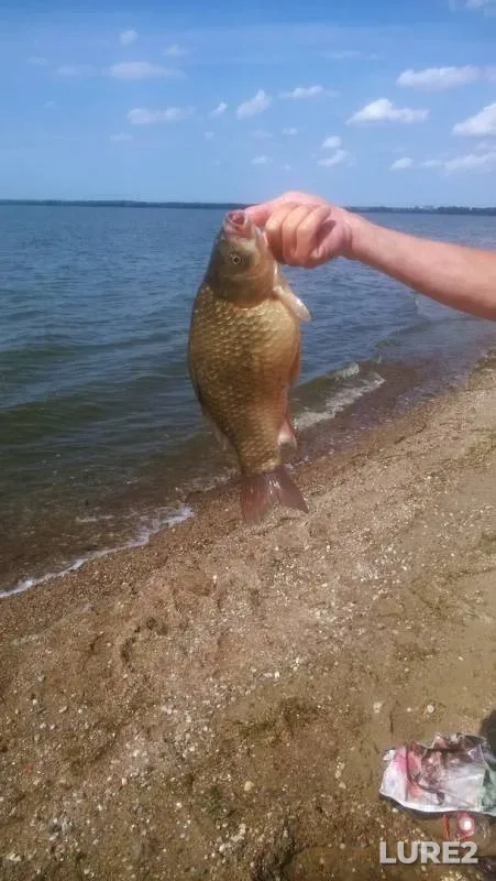Crucian carp — Kaliningradskiy kanal, Aug 11, 2019