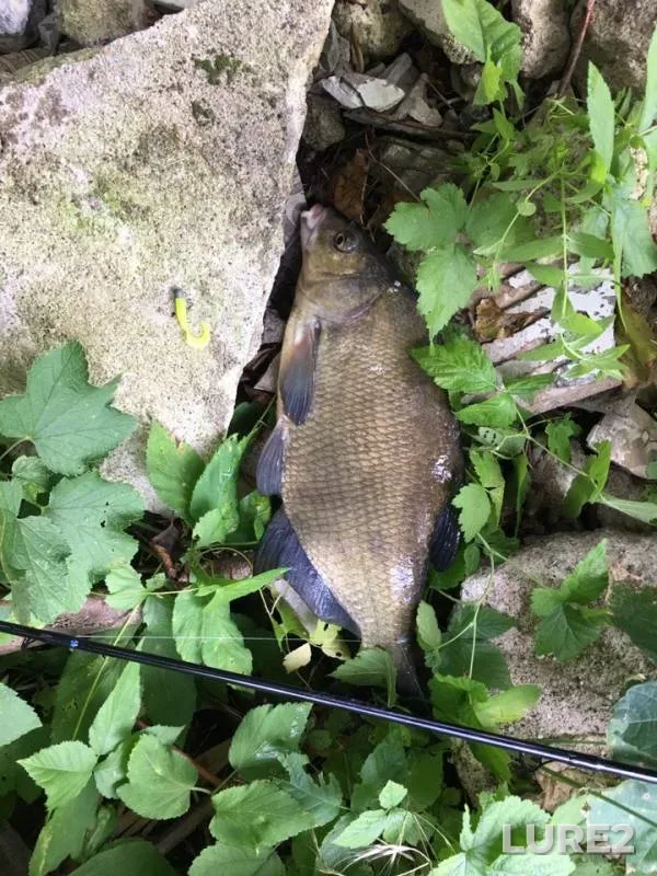Bream — Chistyy, Aug 12, 2019