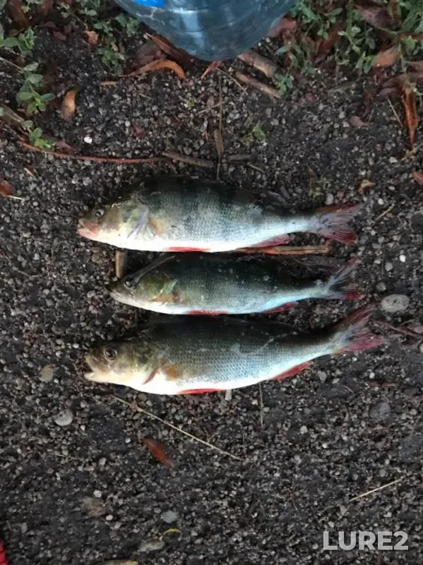 Perch — Lakovka, Aug 13, 2019
