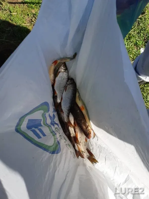 Roach — Matrosovka, Aug 24, 2019