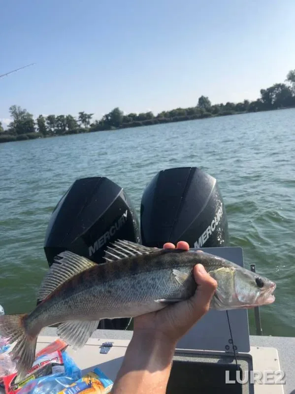 Zander — Kaliningradskaya oblast, Aug 30, 2019