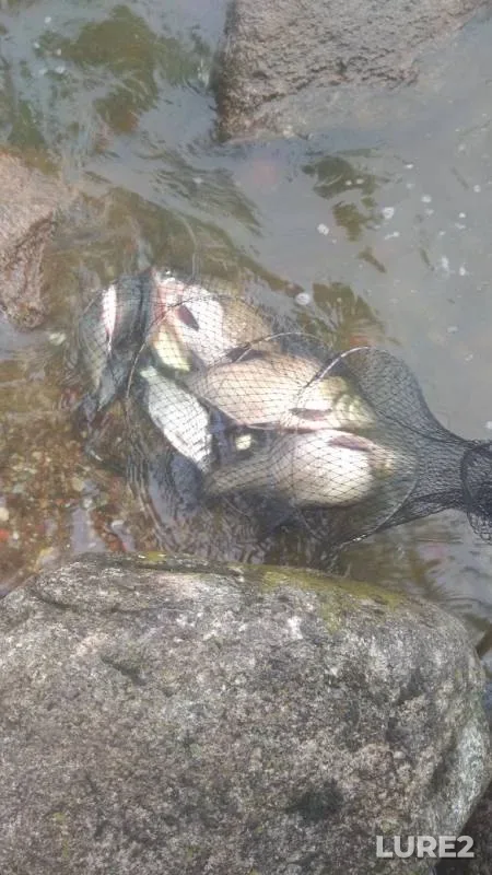 Bream — Karpovoye, Sep 15, 2019