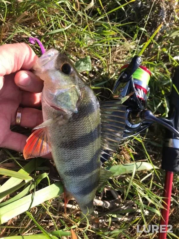 Asp, Perch — Forelevoye, Sep 27, 2019