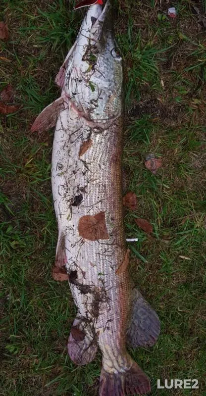 Pike — Tylzha, Sep 30, 2019