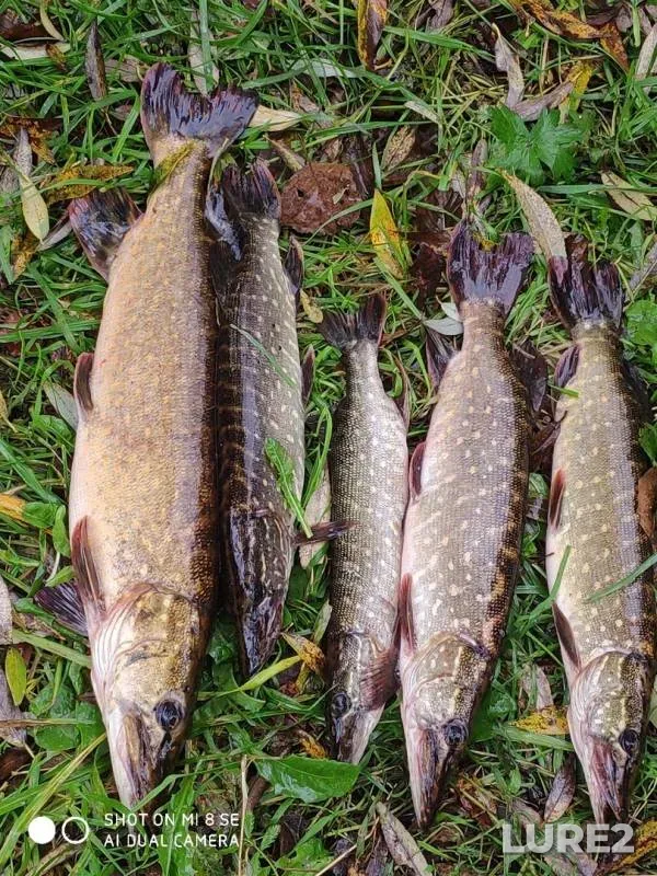Pike — Kaliningradskaya oblast, Oct 12, 2019