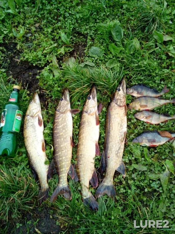 Perch, Pike — Pregolya, Oct 13, 2019