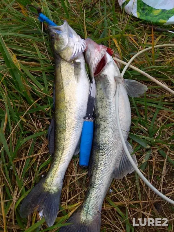 Zander — Kaliningradskaya oblast, Oct 13, 2019
