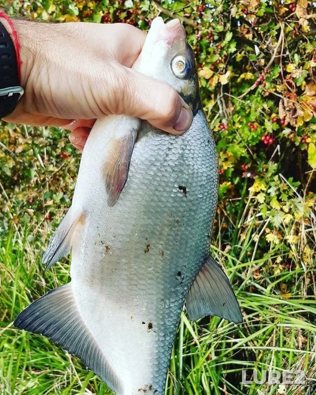 Bream, Roach — Kaliningradskiy kanal, Oct 19, 2019