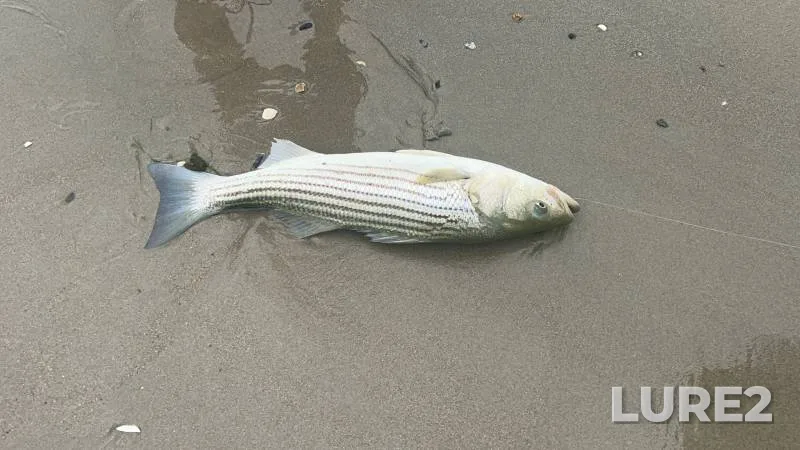 Striped bass — Rhode Island, Newport County, Aug 27, 2019, 8:51 AM