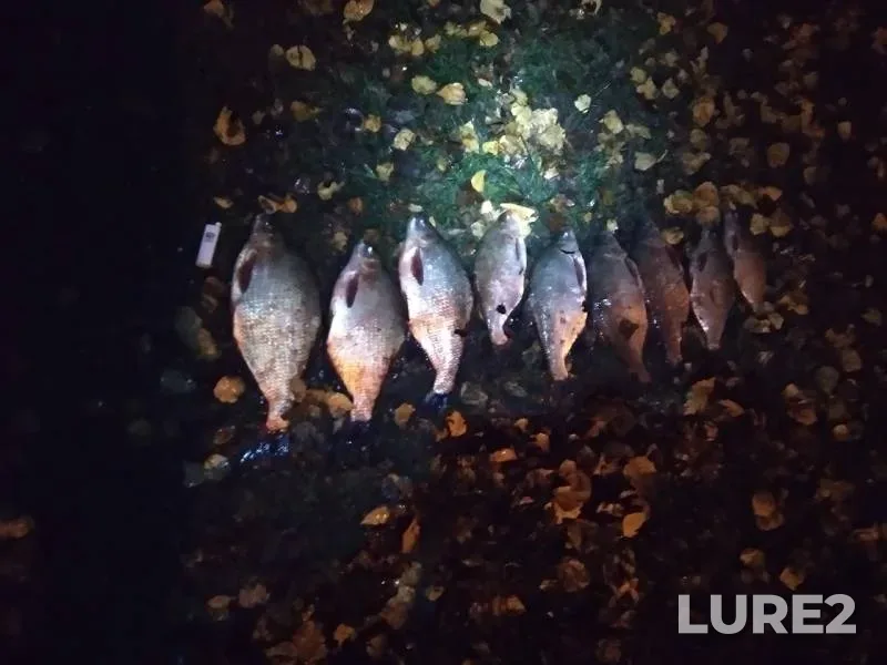 Bream — Lakovka, Oct 24, 2019