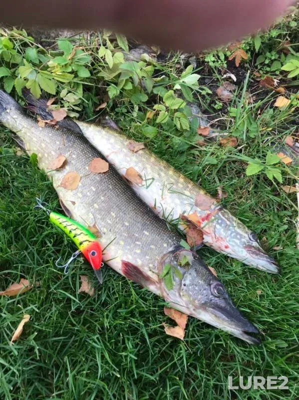Pike — Matrosovka, Oct 27, 2019