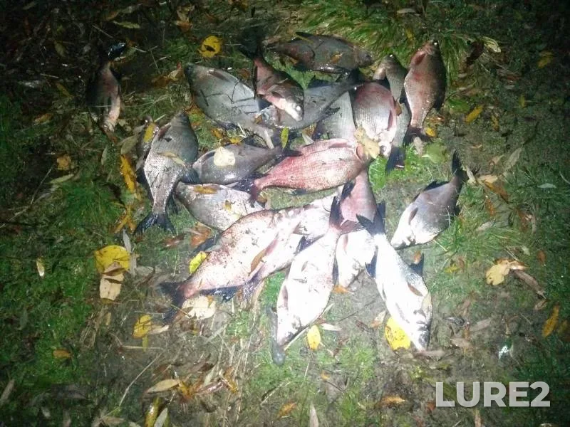 Bream — Kaliningradskiy kanal, Oct 27, 2019