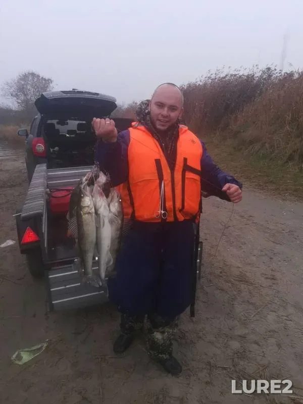 Zander — Kaliningradskaya oblast, Nov 04, 2019