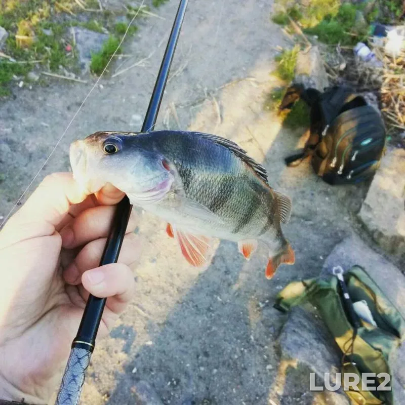 Perch — Samara, Apr 12, 2017
