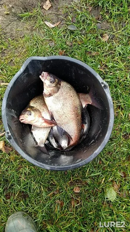 Bream — Karpovoye, Nov 07, 2019