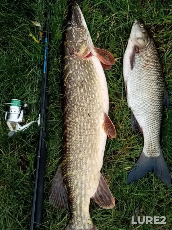 Asp, Perch — Szeszupa - Šešupė - Sheshupe, Nov 15, 2019